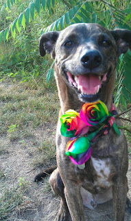Dog Days of Summer - Stein Your Florist Co. Dog Days of Summer - Stein Your Florist Co.