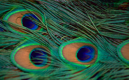 peacock photos @ Digaleri.com