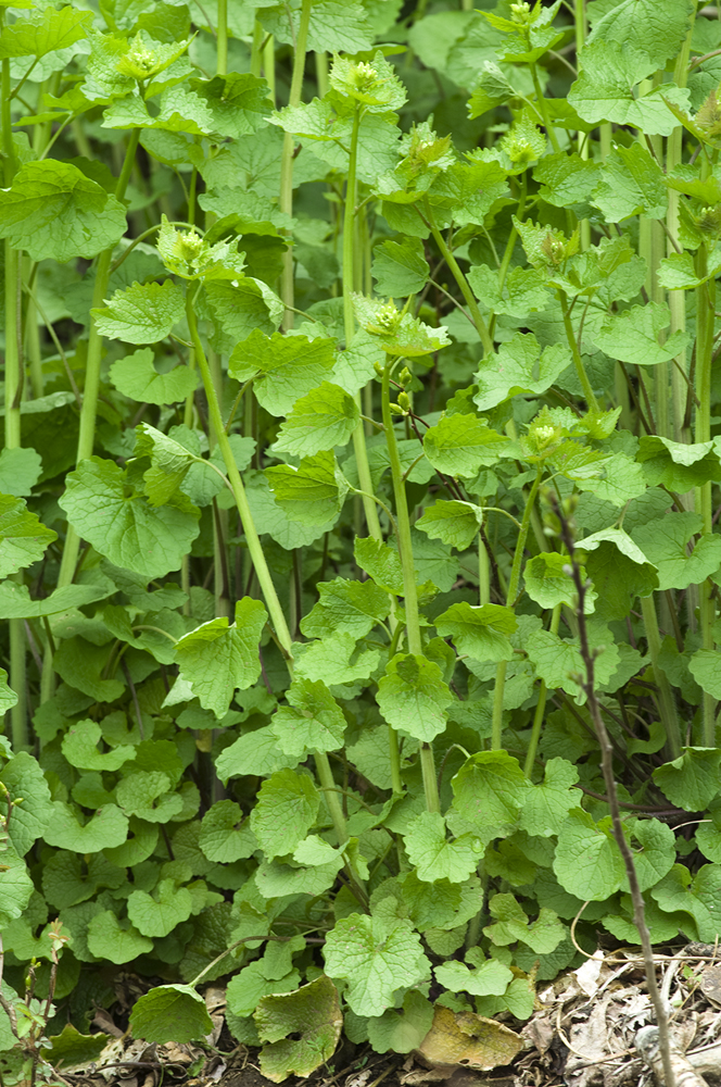 The 3 Foragers Foraging for Wild, Natural, Organic Food Garlic Mustard Flower Stalks Taste Great!