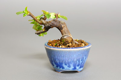 カリン-N1（花梨 プチ盆栽）Chaenomeles sinensis bonsai