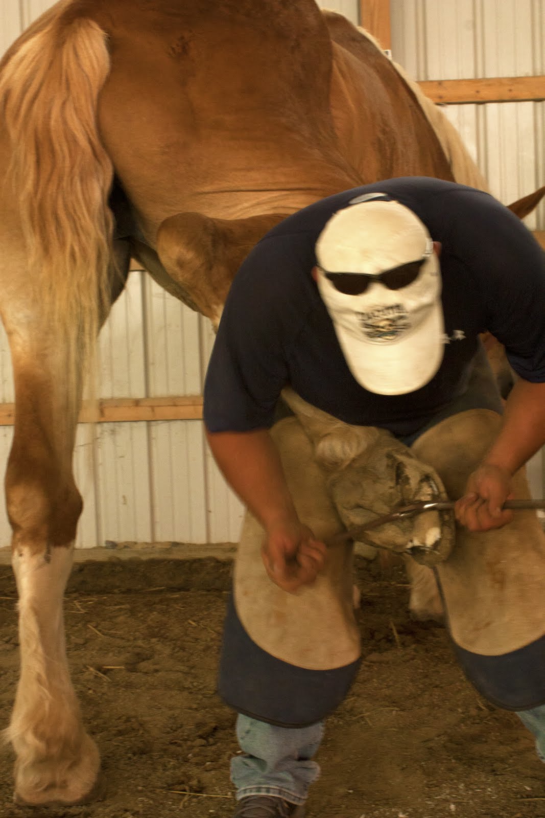 Gentle Giants Draft Horse Rescue Why People Need to Train Their Horses!!!