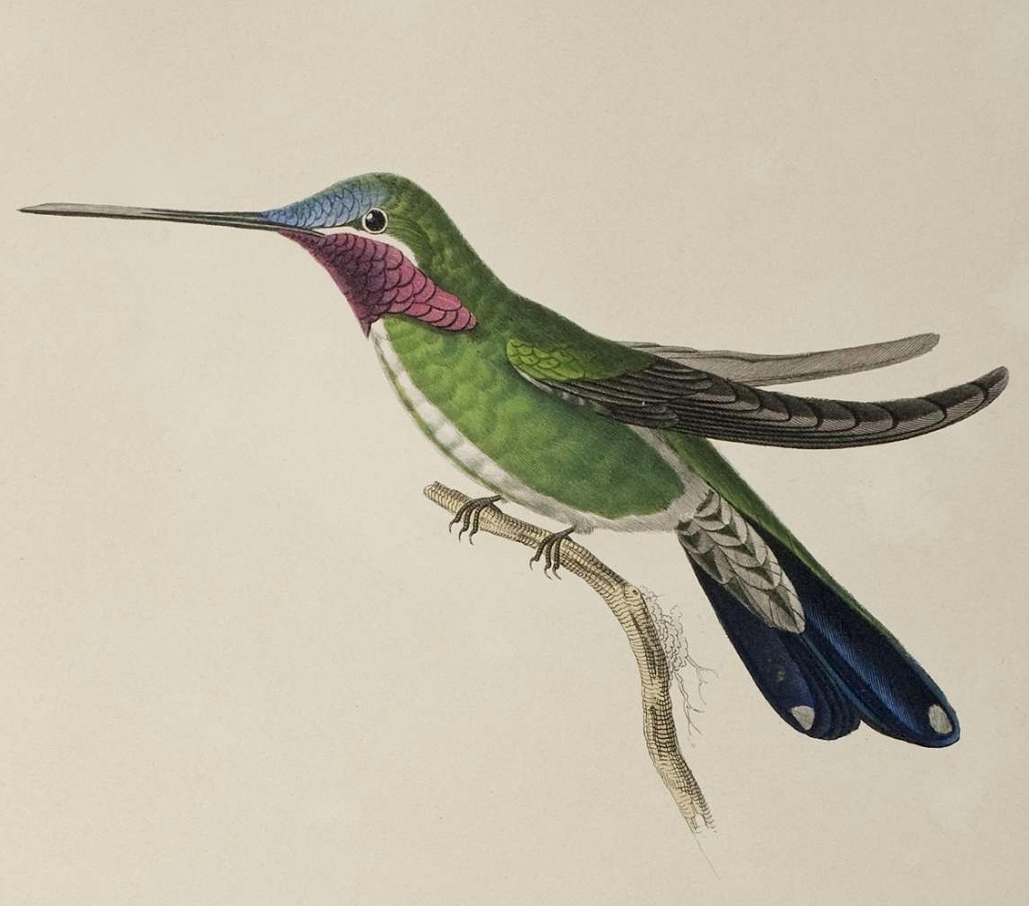 coloured lithograph 1833 hummingbird by René Primevère Lesson