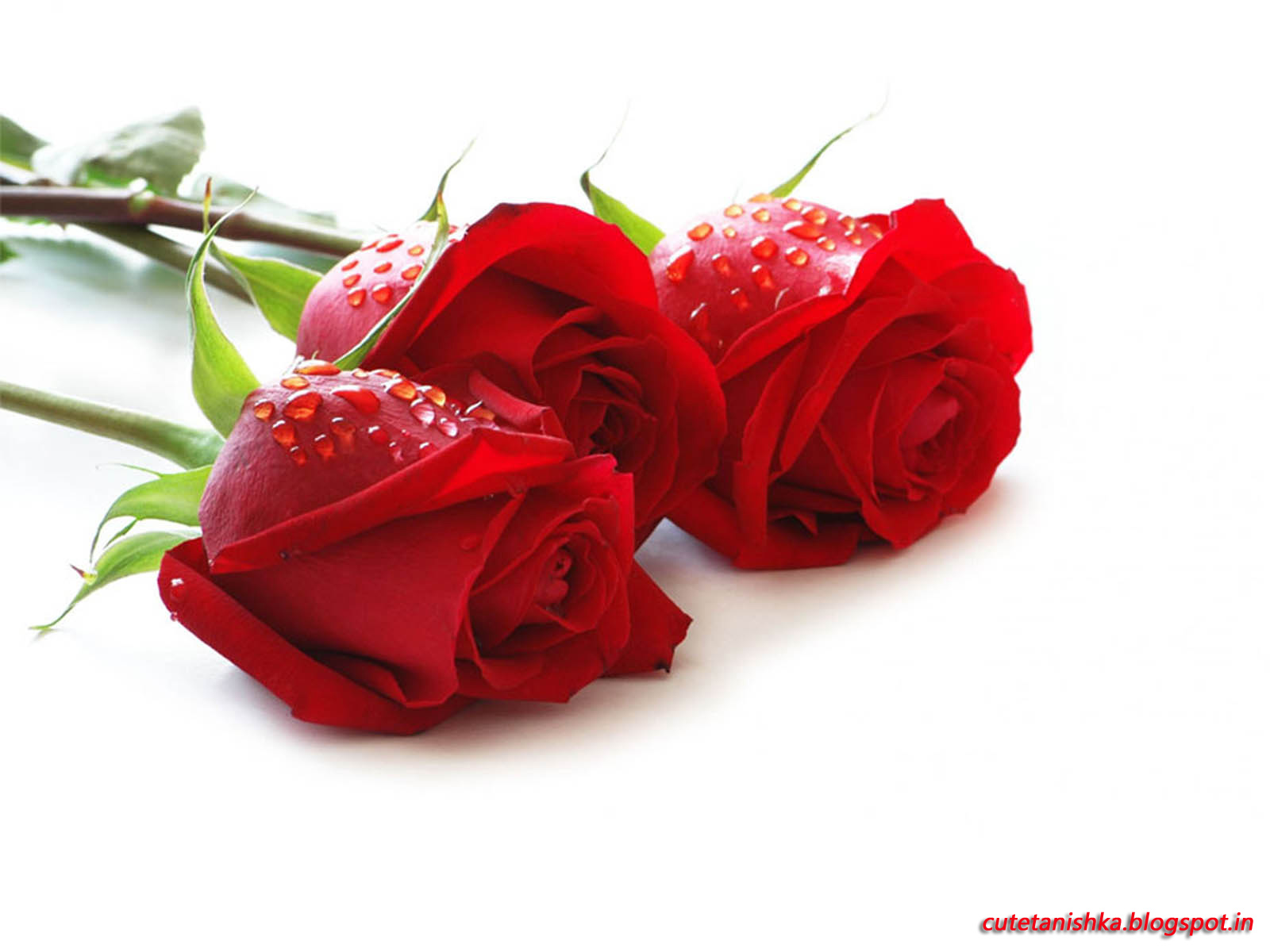 Rose Wallpaper For Valentine's Day | Hd Red Rose Wallpaper For PC | Cute  Tanishka