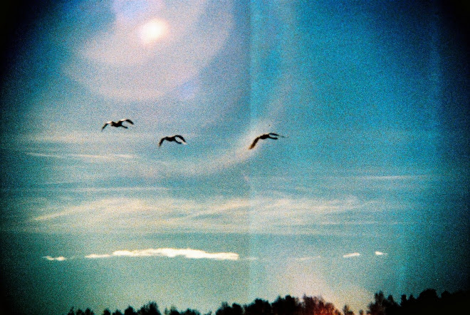 Knub Swans going south