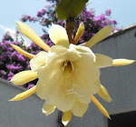 Amarela - Cactus Orquídea Epiphyllum