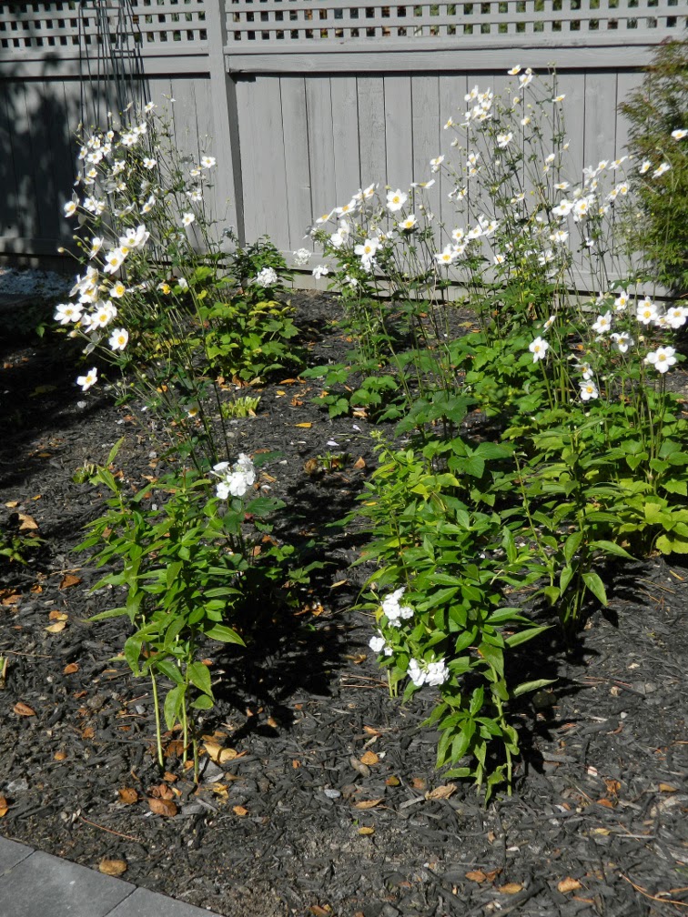 Greektown Toronto garden design after autumn by Paul Jung Gardening Services Greektown Toronto garden design after autumn by Paul Jung Gardening Services
