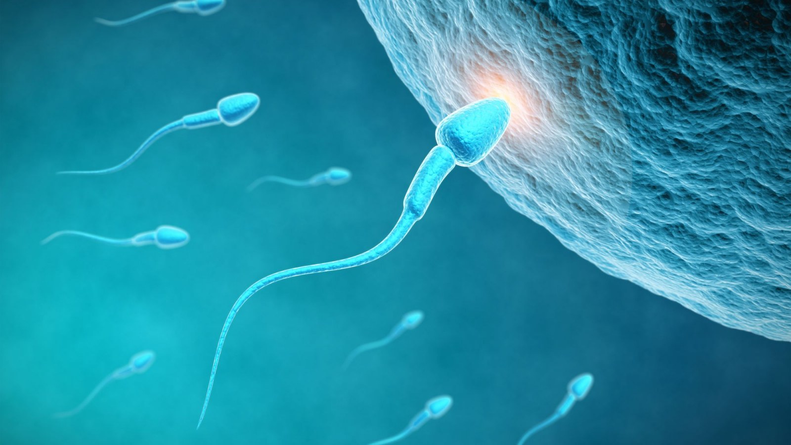 Проглатывание спермы 