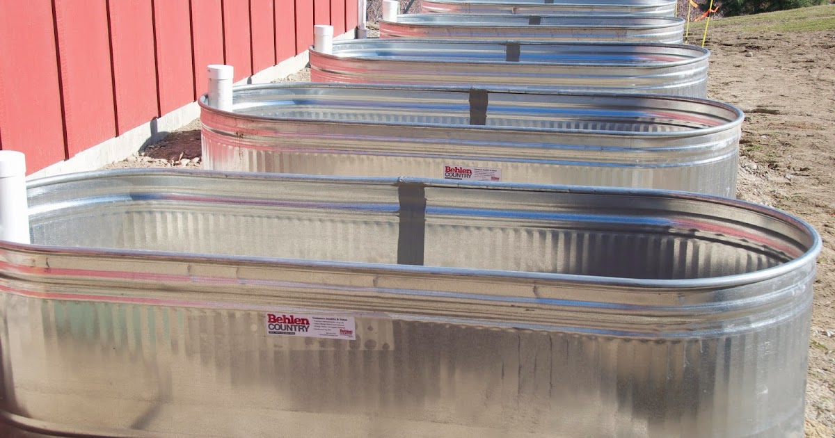 Apples and Asclepias Starting on the stock tank raised beds