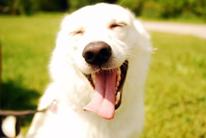 Temos dicas para fazer seu cão feliz!!!