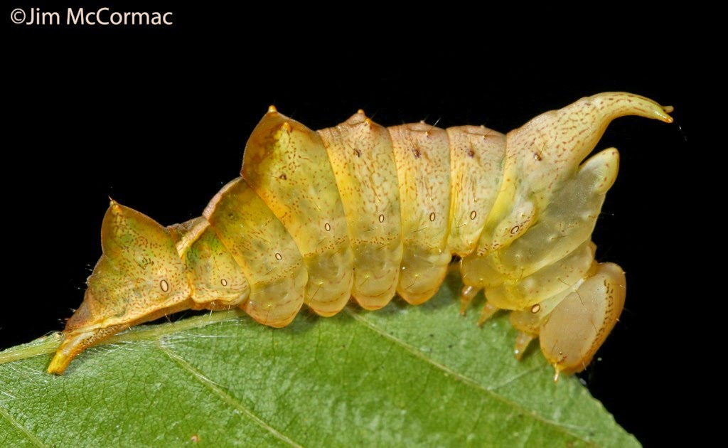 Ohio Birds And Biodiversity Caterpillar Curios