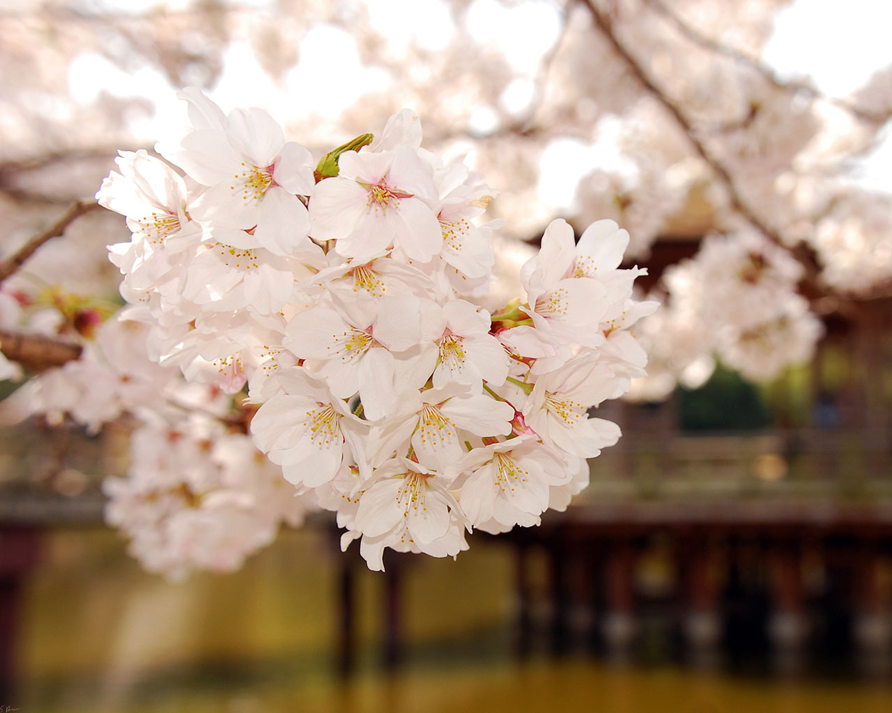 اجدد خلفيات سطح المكتب روعه 2020 للويندوز hd