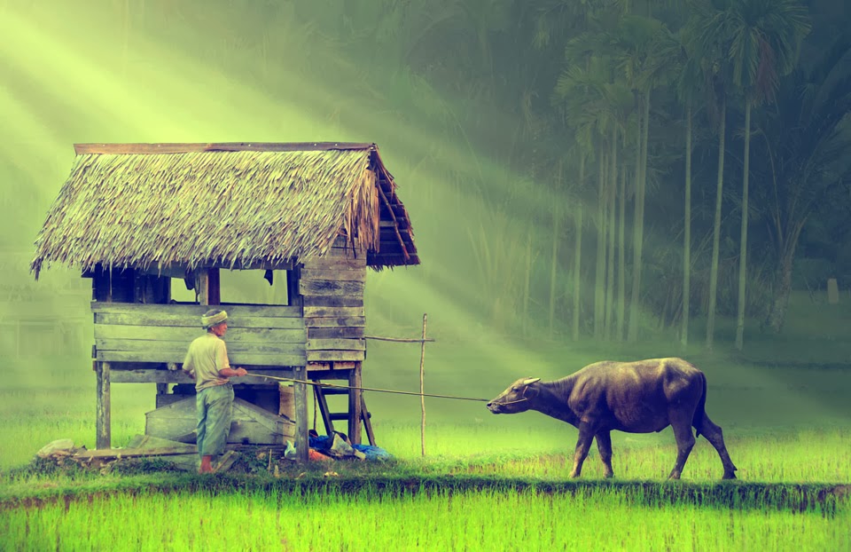 Farmer in indonesian village Hd Wallpapers | Hindi Motivational Quotes