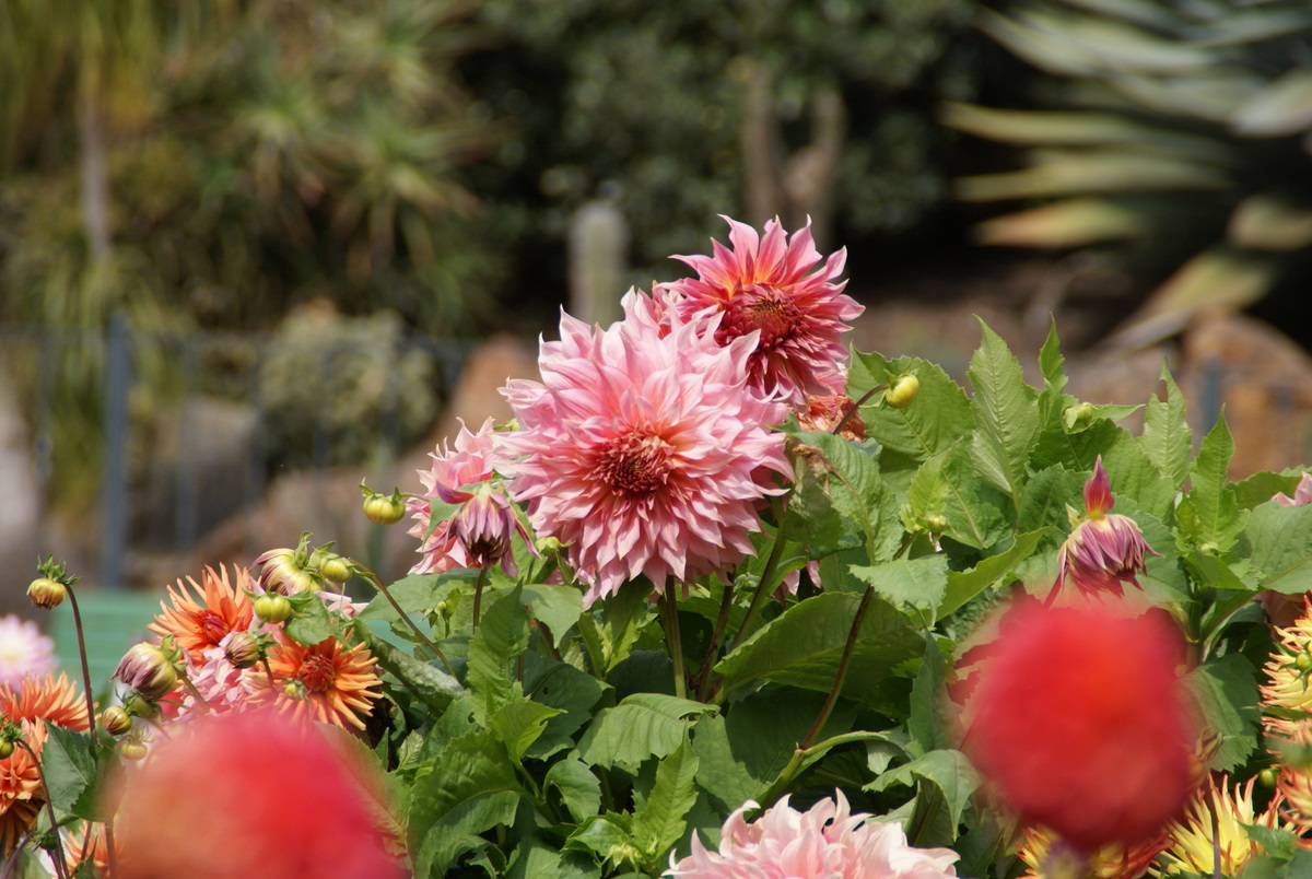 Organic Garden Dreams The Dahlia Garden in Golden Gate Park, San Francisco