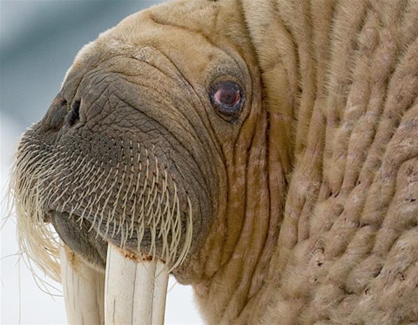 apa sih yang baru? Berbagai Binatang yang Tidur dengan