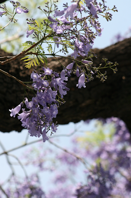 MÉXICOSURREALISTA: #028 FLORES DE LA CIUDAD