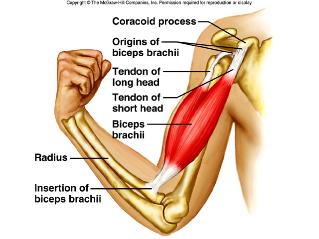 Tom's Physiotherapy Blog: "Climber's elbow" - Brachialis Tendonitis