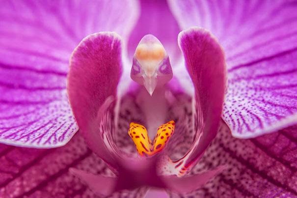 Ballerina beautiful orchid
