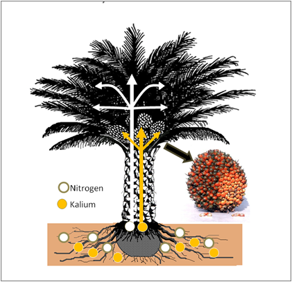 Kebutuhan Pupuk Pada Tanaman Sawit