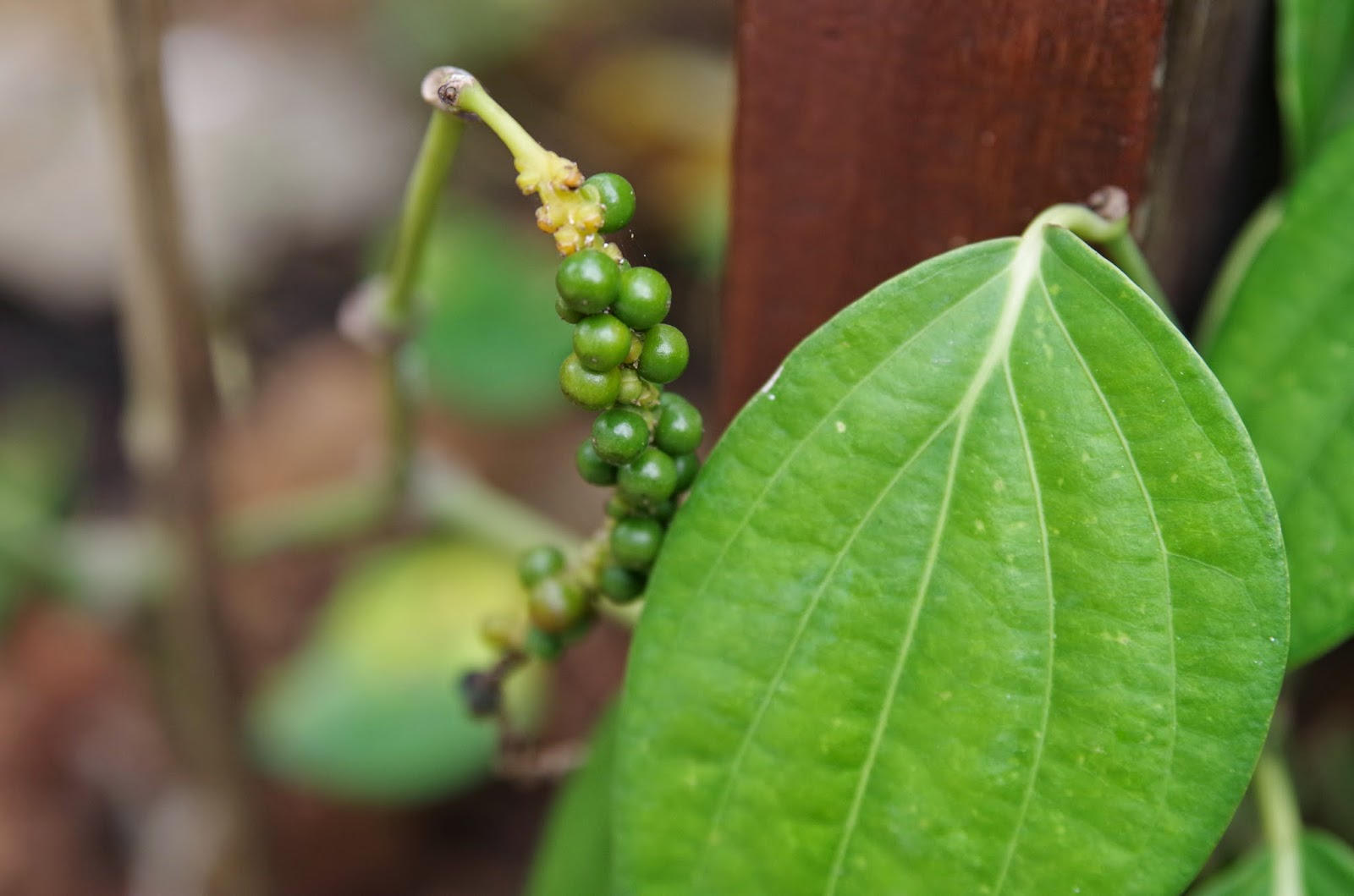 Trees and Plants Black Pepper