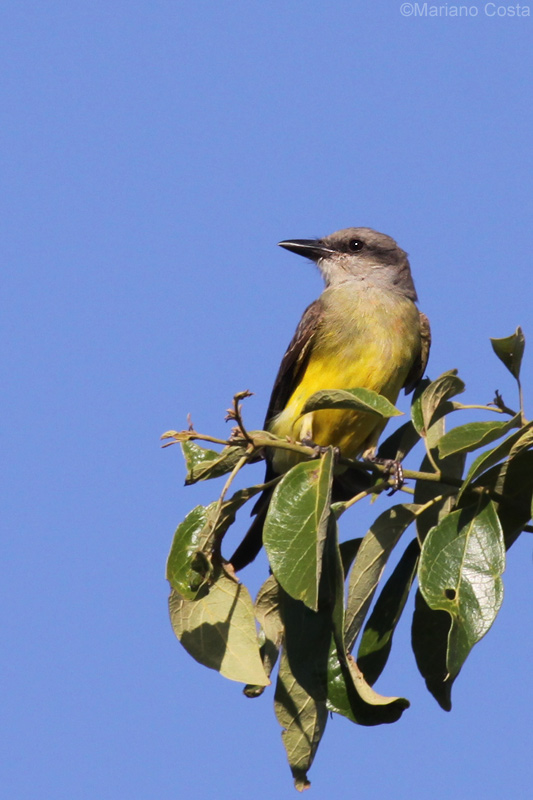 AVES DE TIERRA BLANCA Tyrannus melancholicus