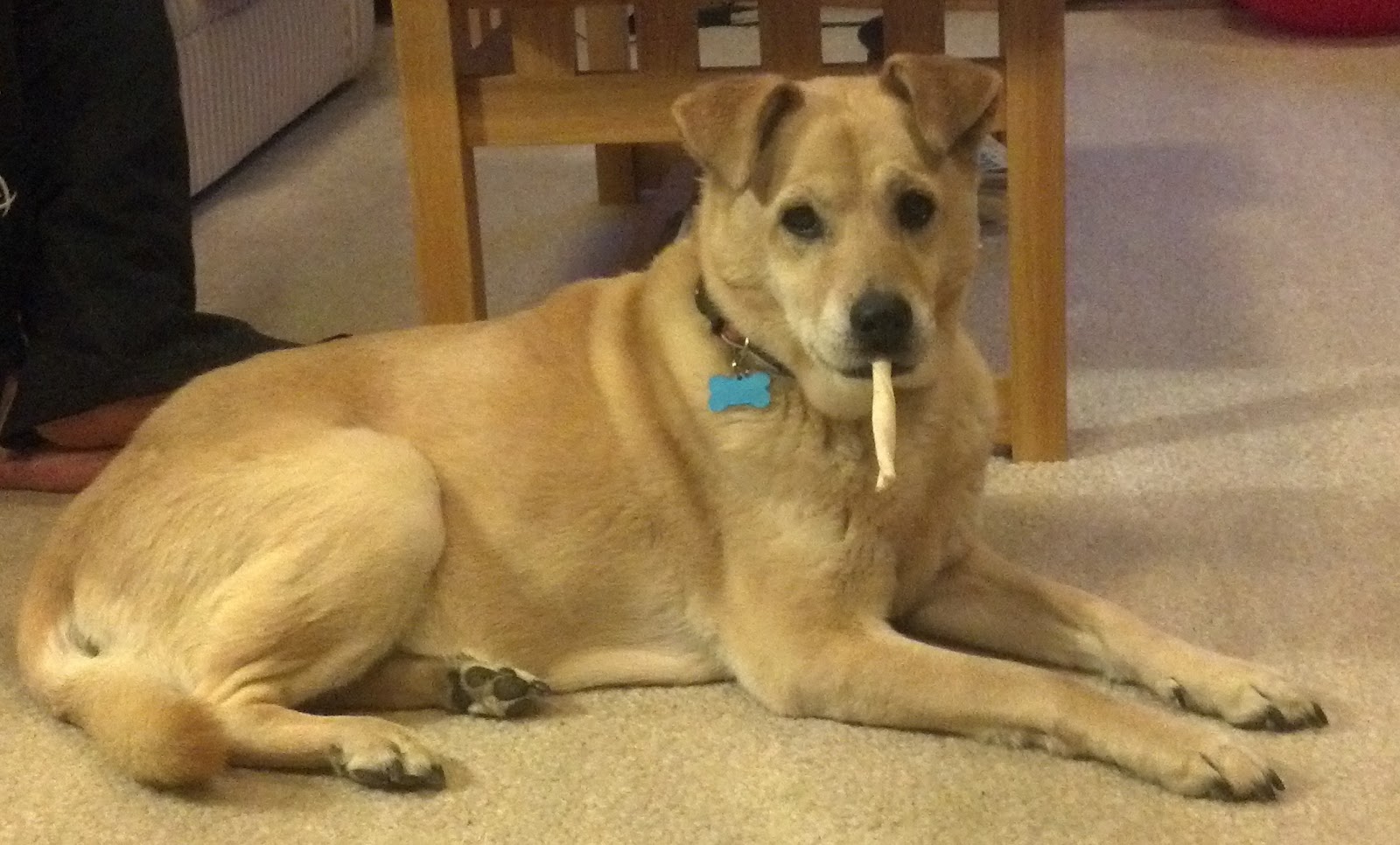 Foster Dog Blog REBA! Best Yellow Lab Mix Ever!