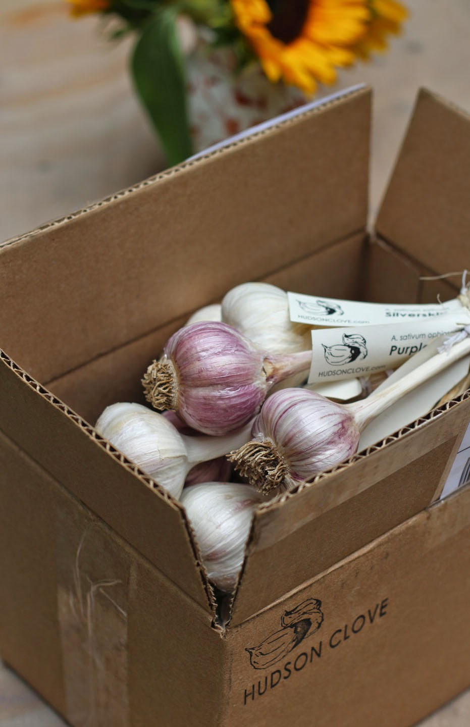 66 Square Feet (Plus) Beautiful garlic