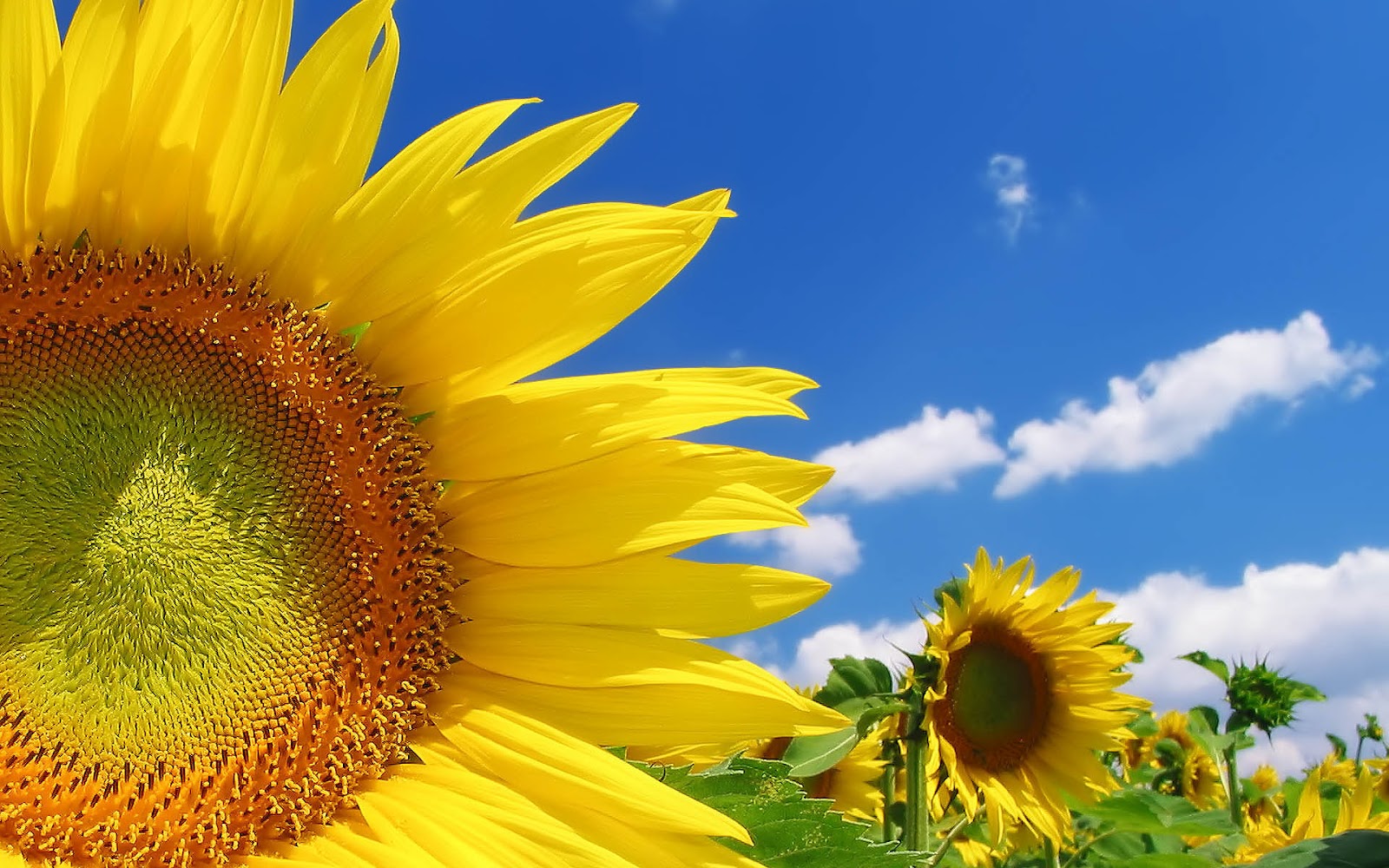 HD Sunflowers Wallpapers ~ Top Best HD Wallpapers for Desktop