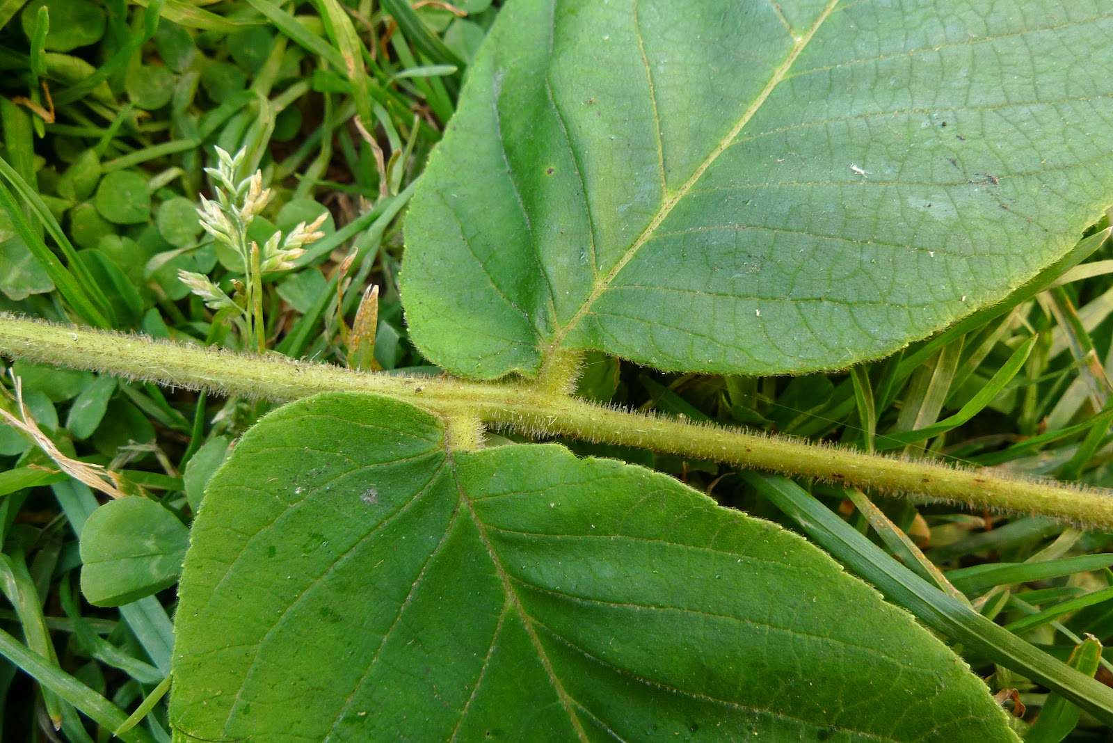 Wild Harvests Heartnut, a cultivated Japanese Walnut