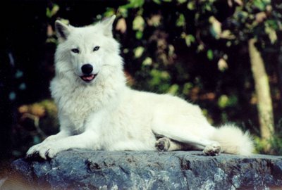 silver bullet: July 2011