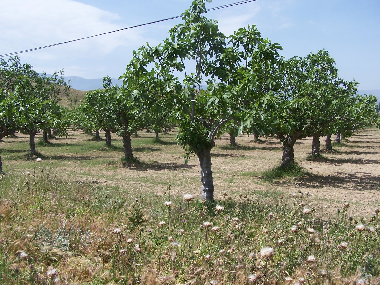 Dağa Kaçtım: ÖDEMİŞ CİVARINDA…