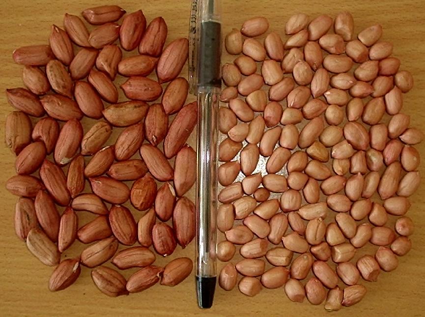 Kacang Laga Si Biji Besar Dari Pulau Letti