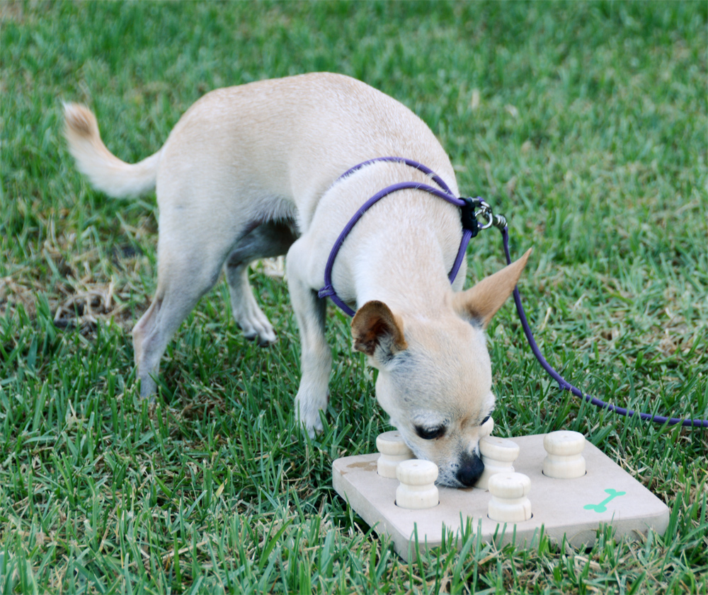 The Dog Geek: Puzzle Toy Review: Kensington Kennel Club Dog Intelligence Toy