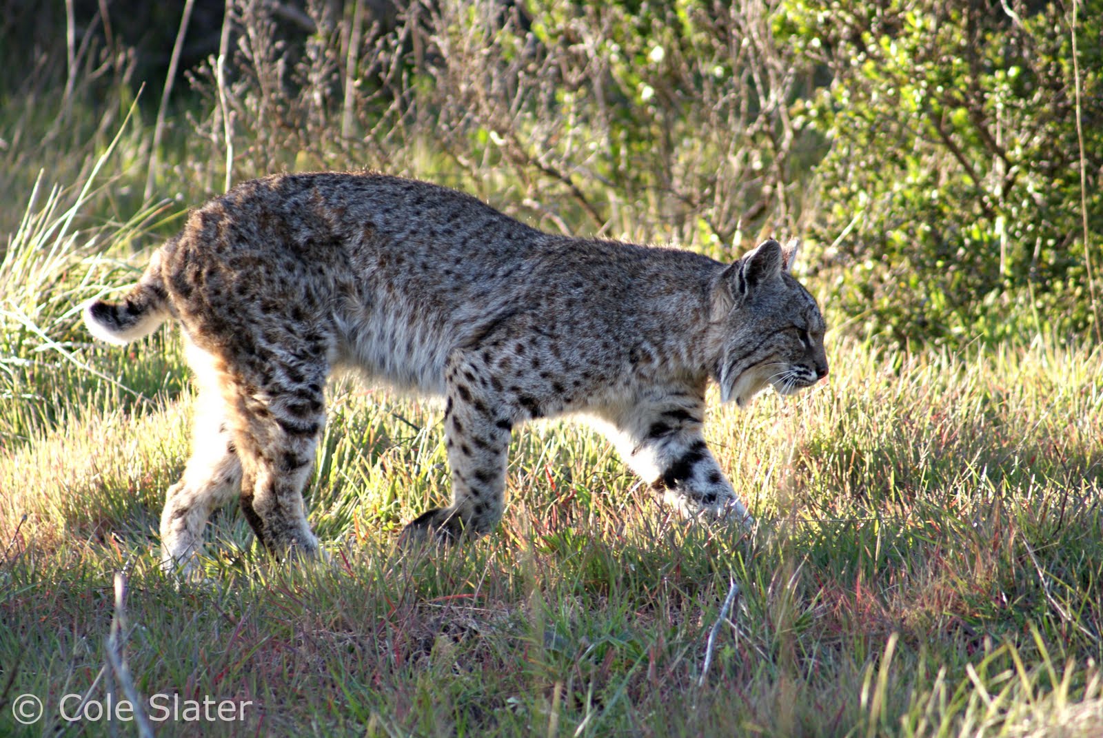 Cole's Trail Tales Tennessee Valley Bobcat Encounter 3/1/11