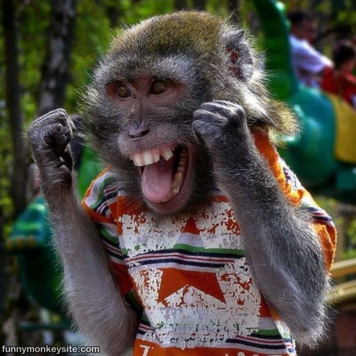 http://1.bp.blogspot.com/-aHSfFffkvZY/T6qEIkMAMSI/AAAAAAAAAAU/53JDlZ9VSeU/s1600/Happy_Monkey.jpg