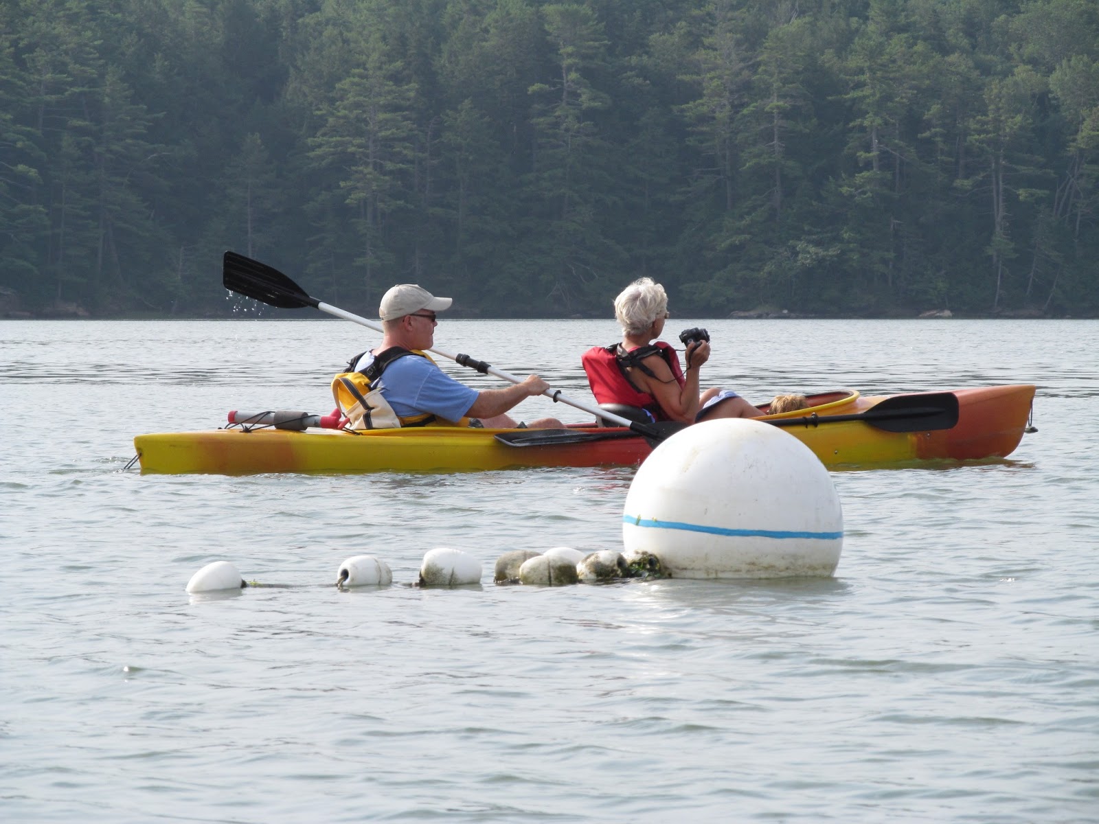 Recreational Kayaking in Maine Harraseeket River, South Freeport, Maine