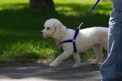Dogs 25 >Mandy {Bichon Cross}   ADOPTED