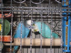 Our Birds Darwin and Emma