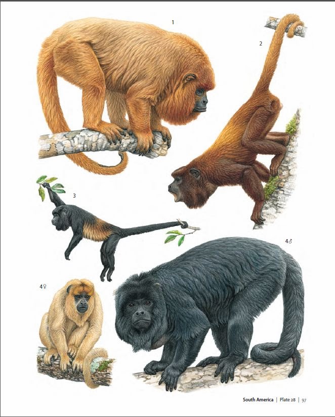 Primates of the World An Illustrated Guide