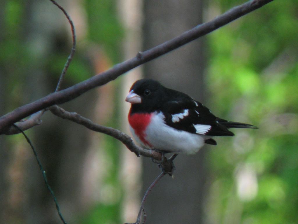 Birding North Central Massachusetts..... Recent Yard Birds
