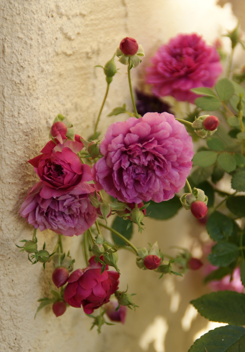 Organic Garden Dreams January Roses