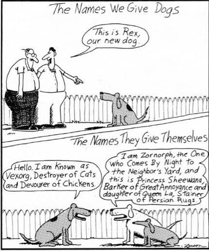 Themes In Literature Utk | rescue dog blog this is a rescue dog sunday s gratitude Themes In Literature Utk | rescue dog blog this is a rescue dog sunday s gratitude
