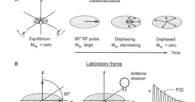 Medical Radiation Resources What Is Meant By Free Induction Decay T2 And T2