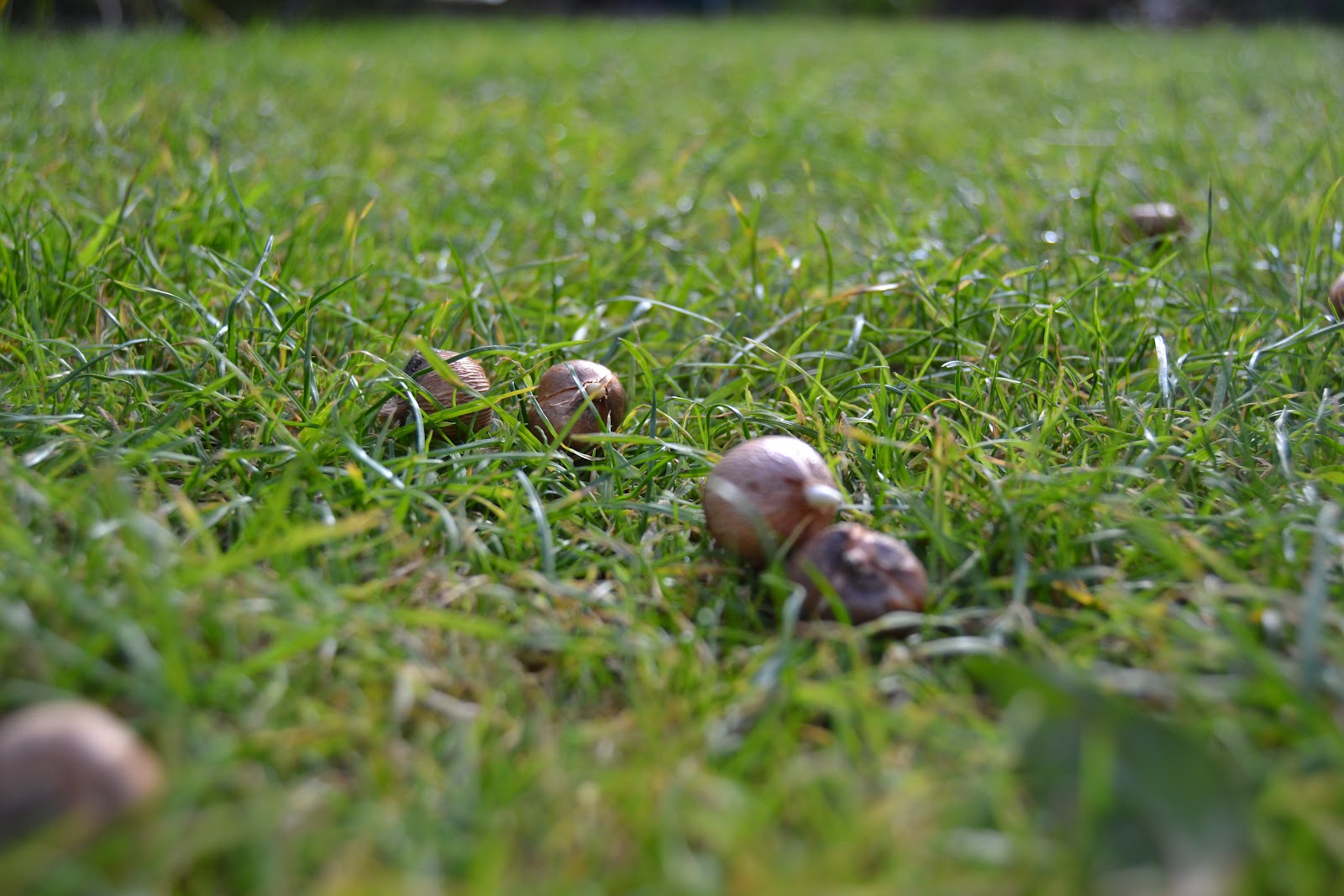 The beginner gardener Planting out Crocus bulbs