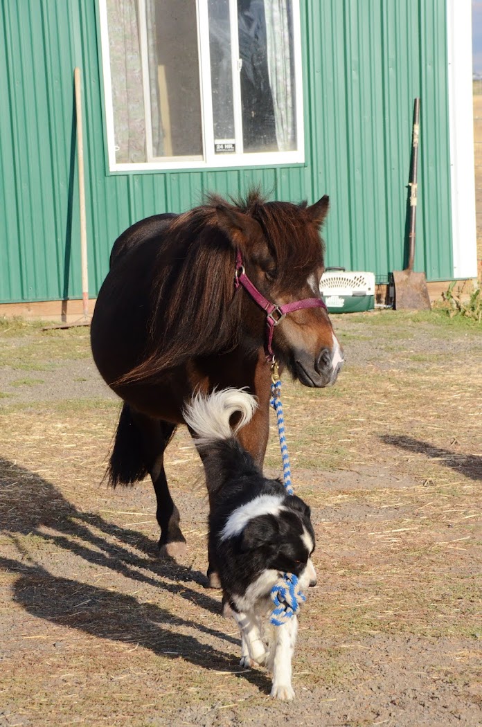 Duke and Meyla