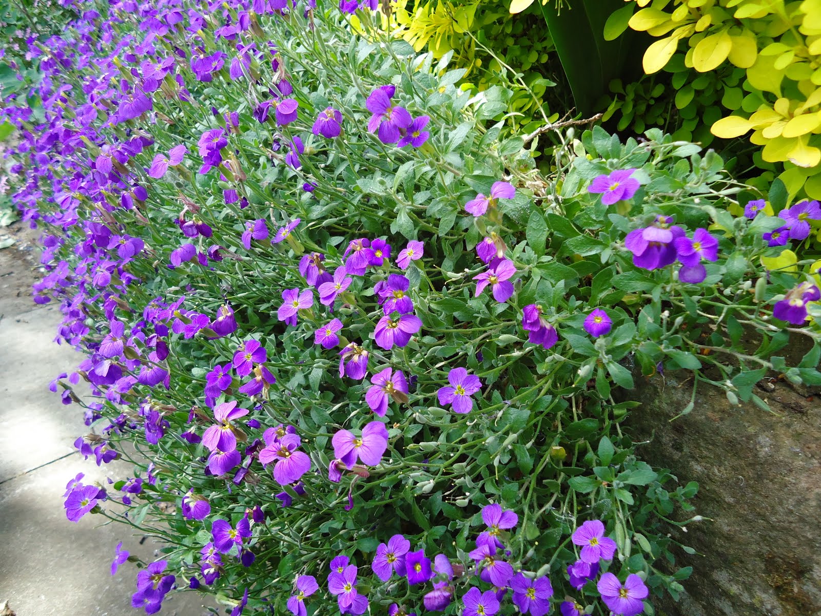 Love My Garden Trailing Plants over Dry Walls