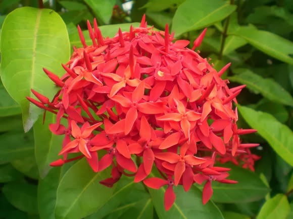 Koleksi Tanaman Hias: Cantiknya Bunga Soka Aneka Warna (Ixora coccinea L.)