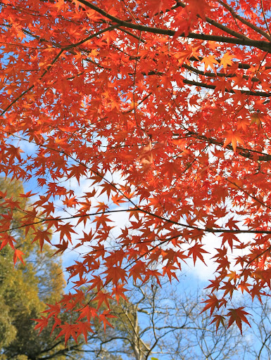 柴門聞犬吠風雪夜歸人 京都紅葉狩 6 寧寧之道旁的寧寧之寺 高台寺