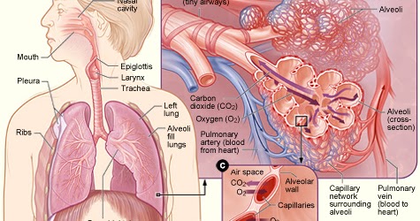 Cuthbert - 7th Grade Science Day to Day: Monday 6th - Introduction to
