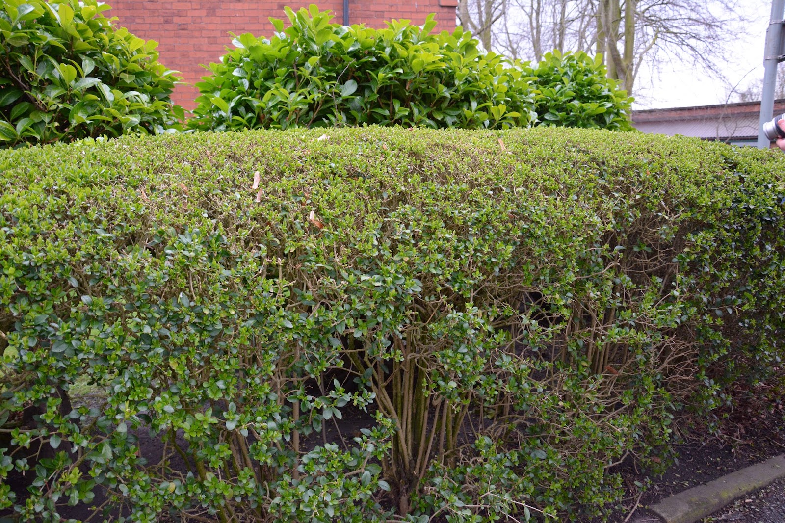 Plants Blog Alex Wood Ligustrum Ovalifolium Garden Privet