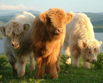 scotch highland cows scotch highland cows